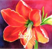 Red Amarylis, Benita Rauda Gowen, watercolor