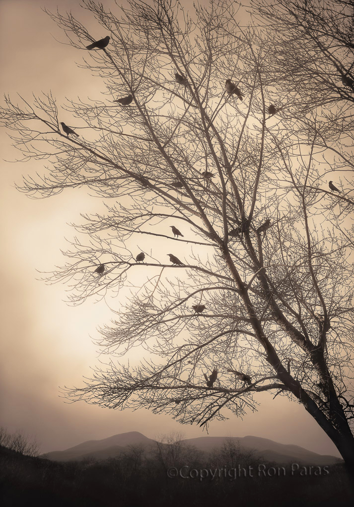 Ron Paras - A Murder of Crows