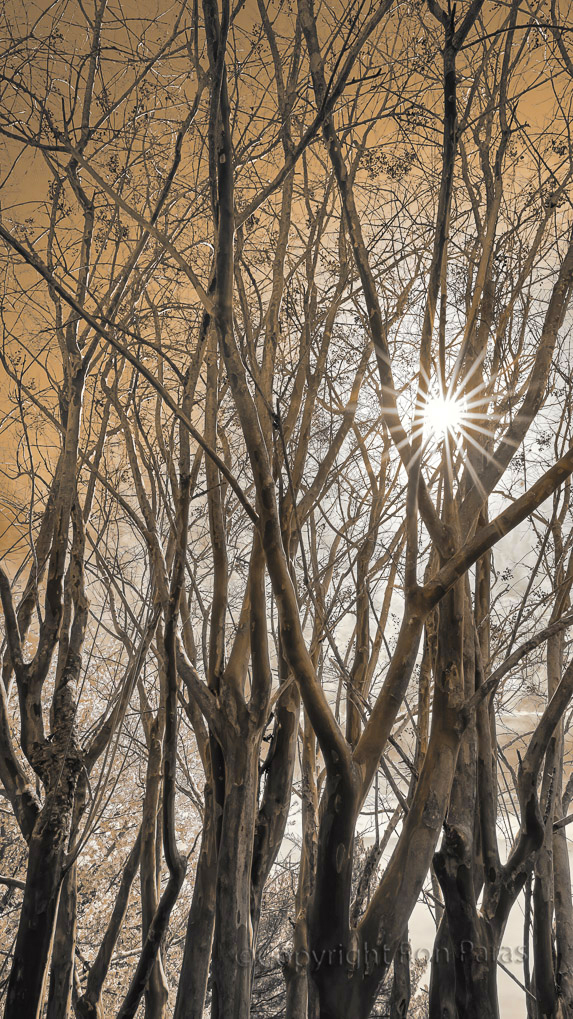 Ron Paras - Celestial Forest