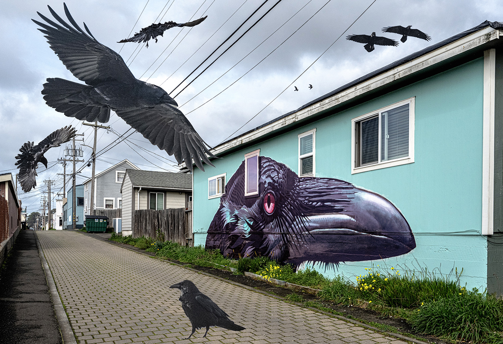 Black birds in the Ally Card